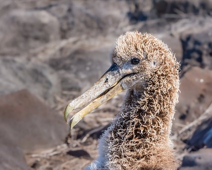Galapágy, Albatros, Příroda, Pták