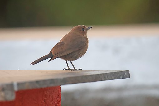 Free Bird Bill photo and picture