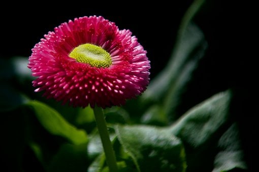 Free Nature Plant photo and picture