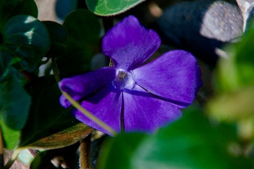 Free Nature Plant photo and picture