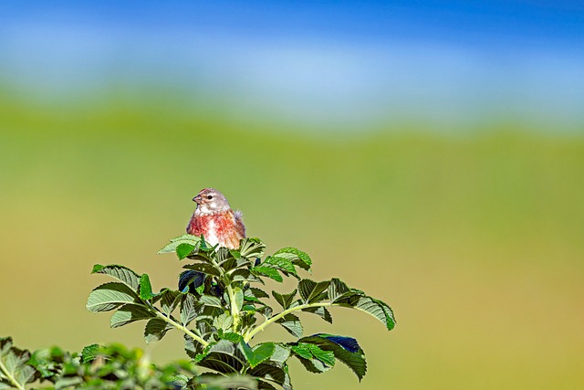 Free Nature Bird photo and picture