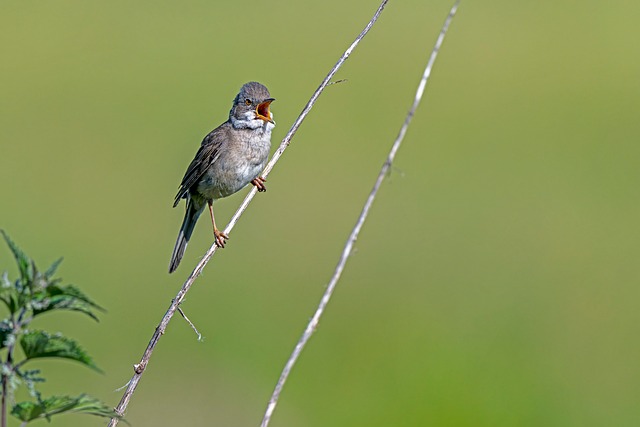 Free Songbird Twig photo and picture