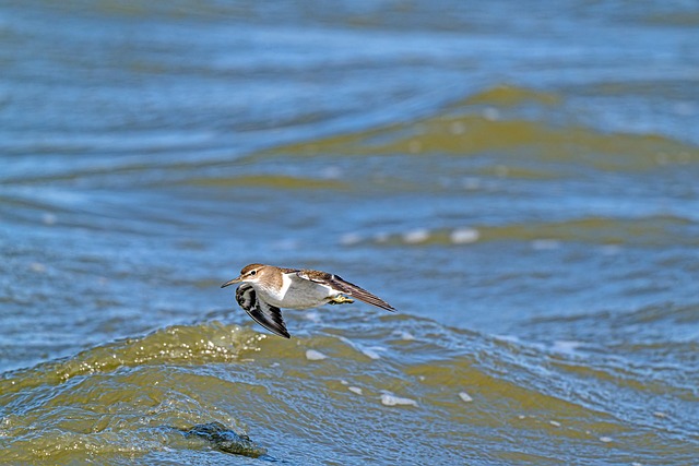 Free Plover Bird photo and picture