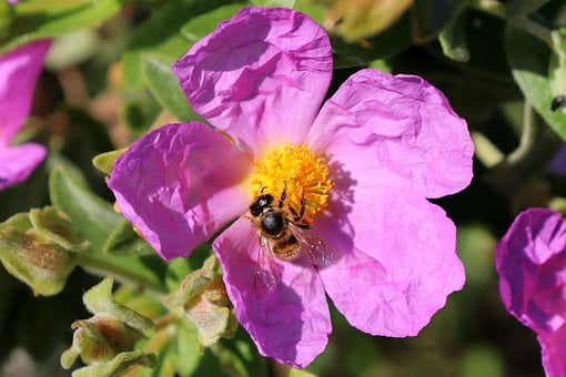 Free Bee Flower photo and picture