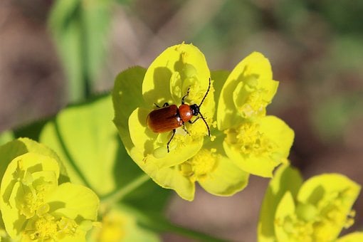 Free Beetle Flower Wallpaper photo and picture
