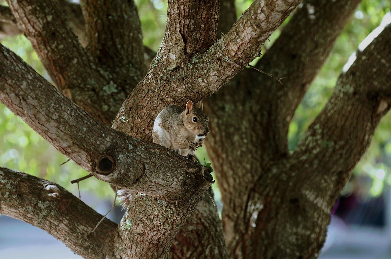 Tree Squali Squirrel Tree Nature - Free photo on Pixabay