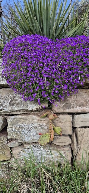 Free Wall Nature Wall photo and picture