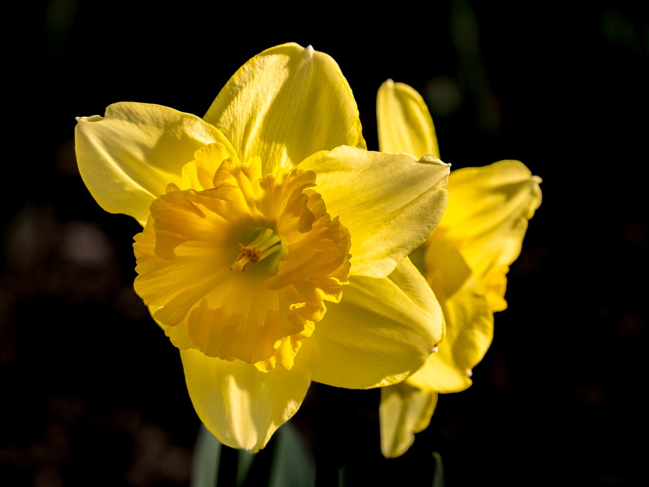 Daffodil - free online jigsaw puzzle photo