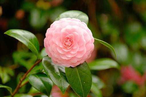 Camelia, Flor, Florecer, Bloom