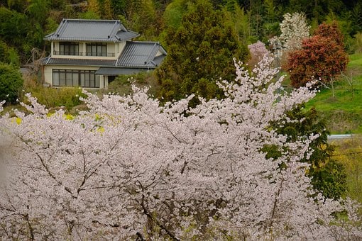 Sakura, Naturaleza, Florecer, Primavera