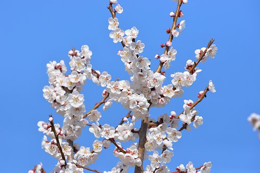 Free Apricot Tree Blossom photo and picture