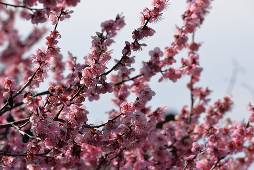 Free Japanese Plum Blossoms photo and picture