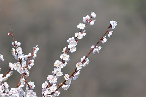 Free Japanese Plum Blossoms photo and picture