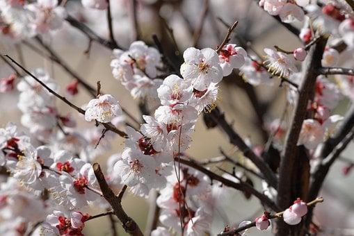 Free Japanese Plum Blossoms photo and picture