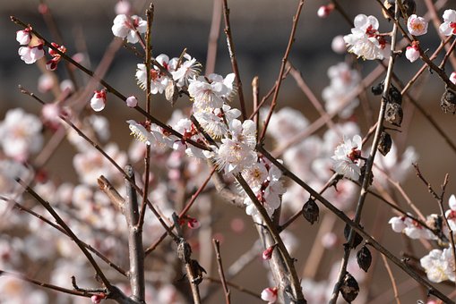 Free Japanese Plum Blossoms photo and picture