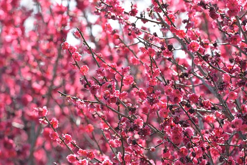 Free Japanese Plum Blossoms photo and picture