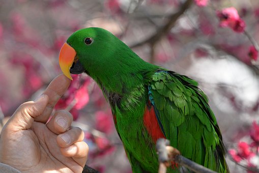Free Parrot Bird photo and picture