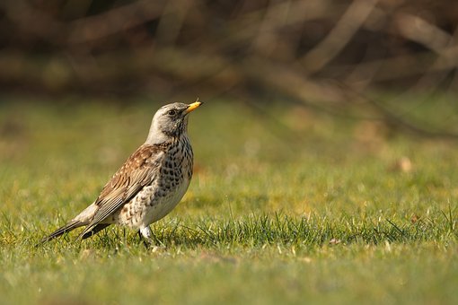 Kramvogel, Vogel, Natuur, Wildlife