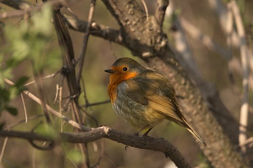 Roodborstje, Dier, Natuur, Vogel