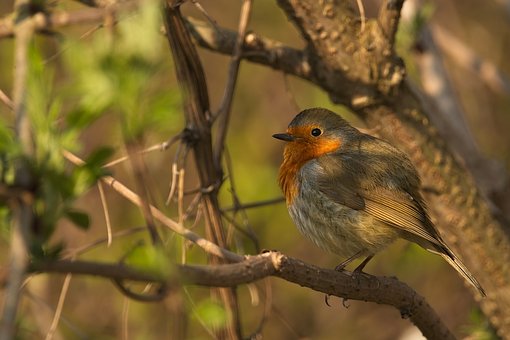 Roodborstje, Natuur, Dieren In Het Wild
