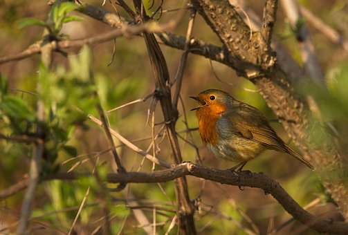 Roodborstje, Vogel, Natuur