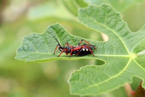 Free Assassin Bug Fig Leaf photo and picture