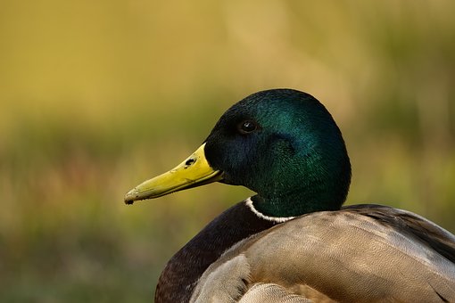 Wilde Eend, Natuur, Vogel, Veren