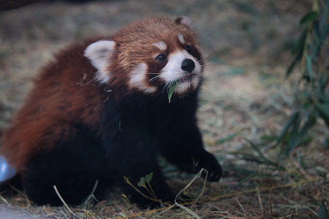 Free Animal Zoo photo and picture
