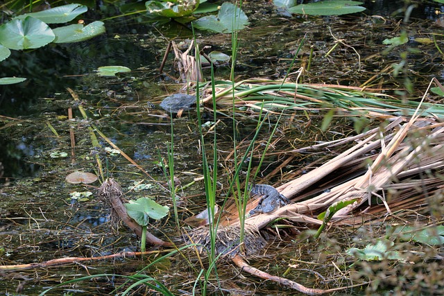 Free Alligator Nature photo and picture