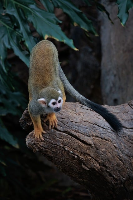 Free Animal Zoo photo and picture