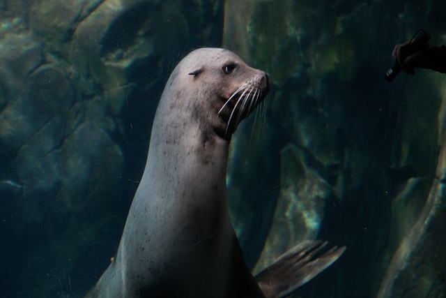 Free Animal Zoo photo and picture