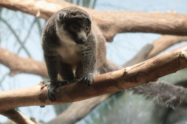 Free Animal Zoo photo and picture