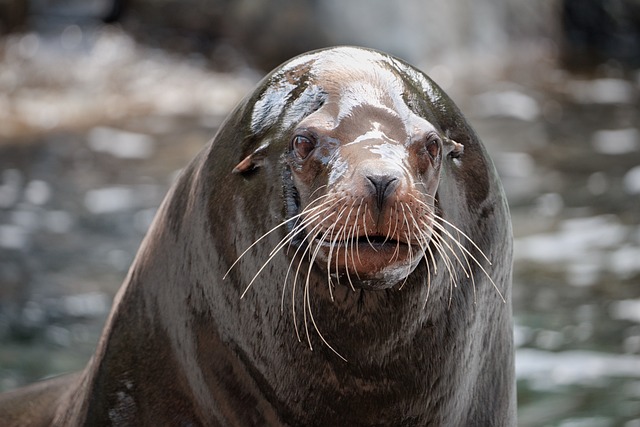 Free Animal Zoo photo and picture