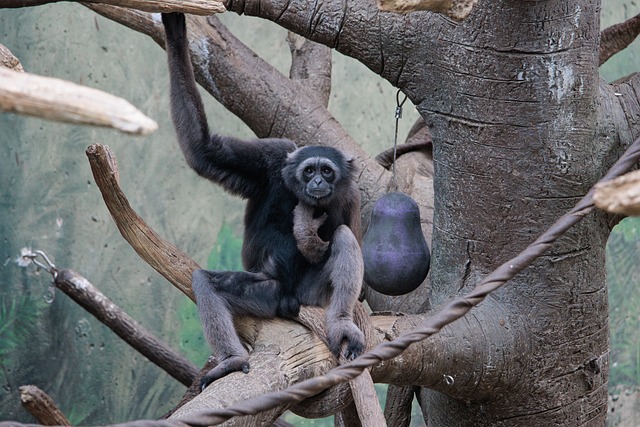Free Animal Zoo photo and picture
