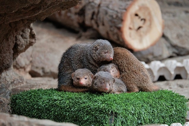 Free Animal Nature photo and picture