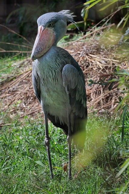 Free Crane Bird photo and picture