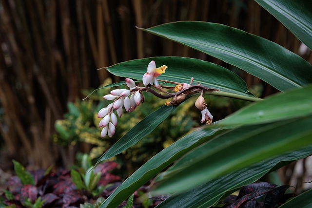 Free Flower Nature photo and picture