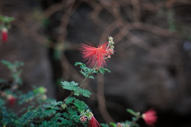 Free Flower Nature photo and picture