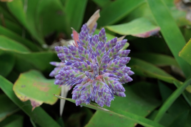 Free Flower Nature photo and picture