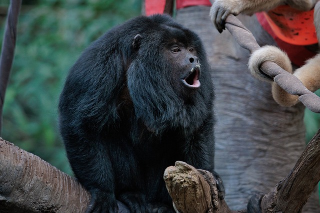Free Howler Monkey photo and picture