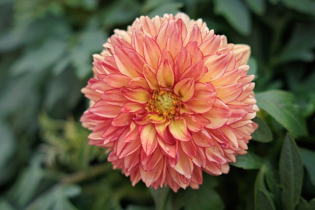 Free Nature Flower photo and picture