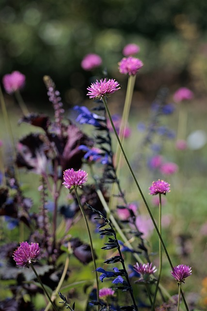 Free Nature Flower photo and picture