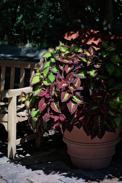 Free Plant Garden photo and picture