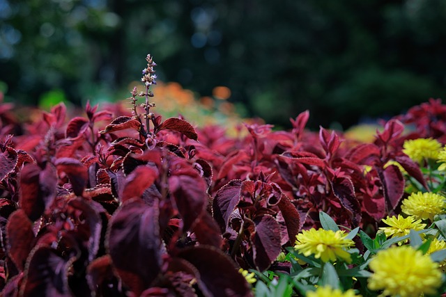 Free Plant Nature photo and picture