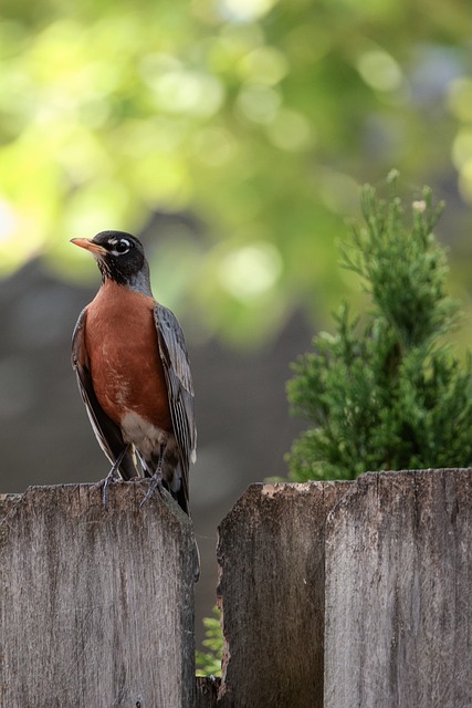 Free Robin Bird photo and picture