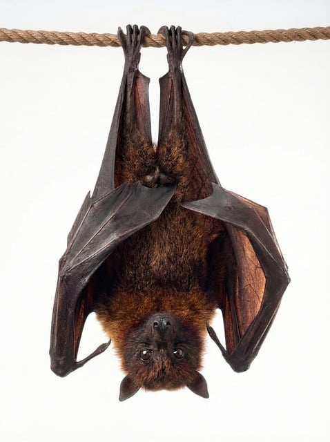Free Bat Mammal illustration and picture