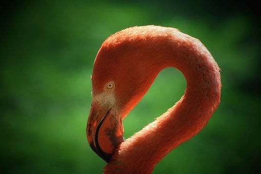 Free Flamingo Bird photo and picture