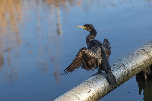 Kormoran, Natur, Vogel, Tier, Vogelkunde