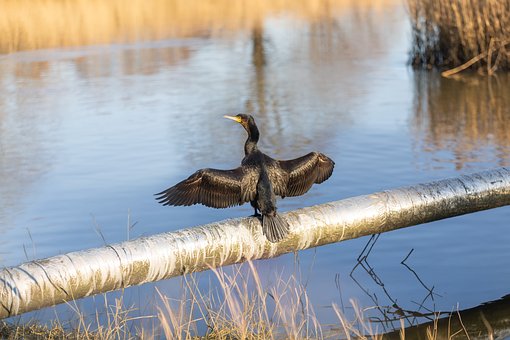 Kormoran, Natur, Vogel, Tier, Vogelkunde