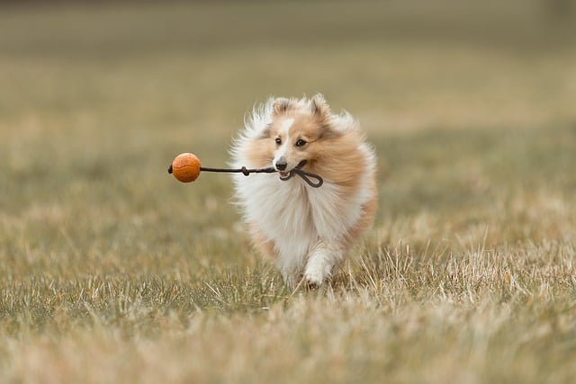 dog, animal, domestic animal, nature, mammal, domestic dog, pet, cute, sheltie, forest